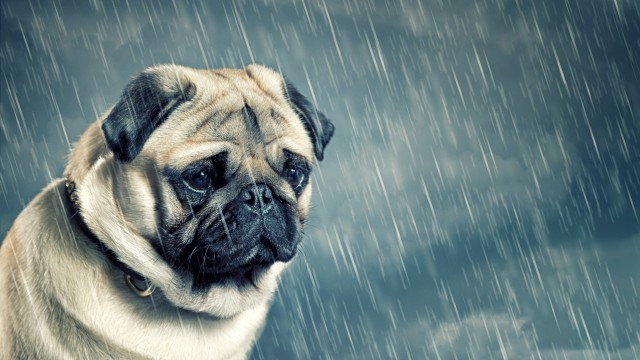 Sad Pug Sad dog