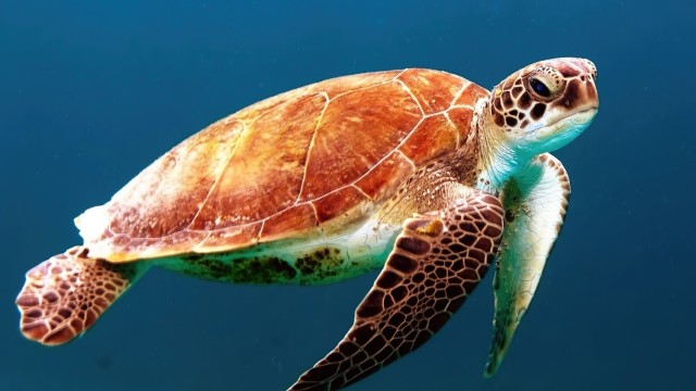 Sea Turtle Underwater