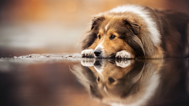 Shetland Sheepdog Sheltie