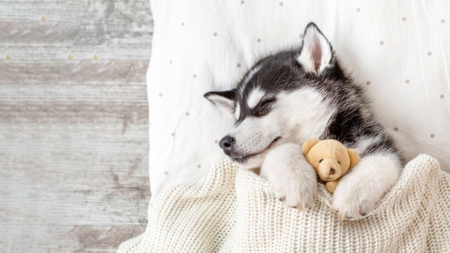 Siberian Husky Teddy bear