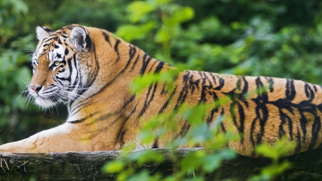 Siberian tiger Amur tiger