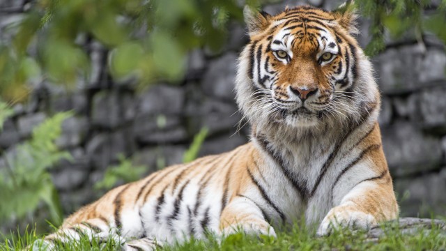 Siberian tiger Big cat