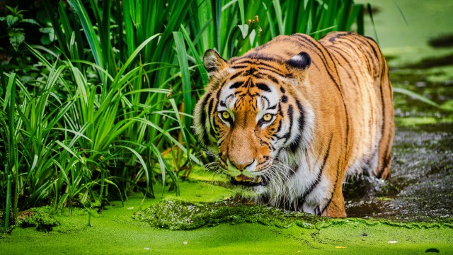 Siberian tiger Pond