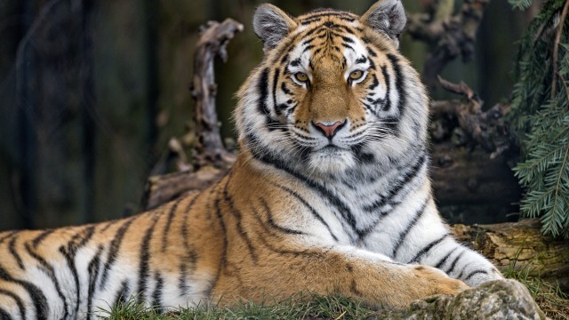 Siberian tigress Wild animal