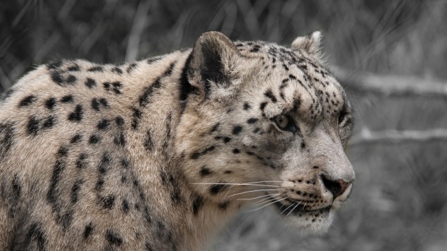 Snow leopard White