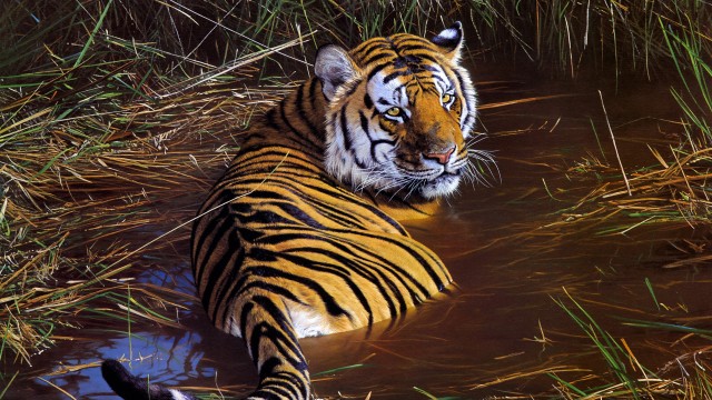 Tiger Big cats