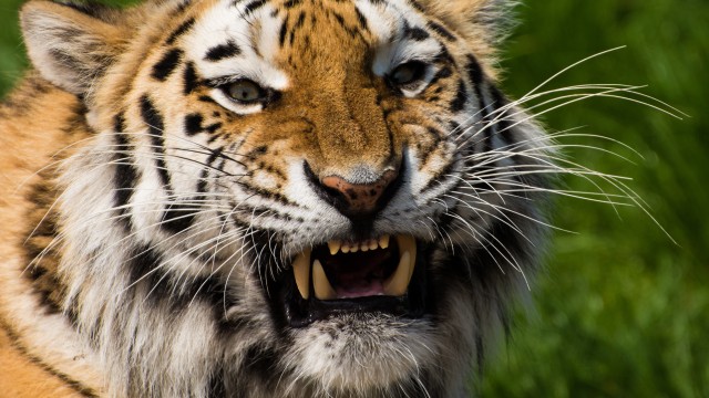 Tiger face Closeup