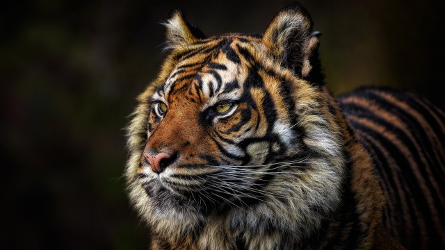 Tiger face Majestic