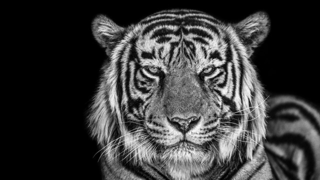 Tiger Monochrome