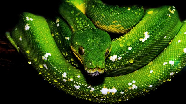 Tree Python Green snake