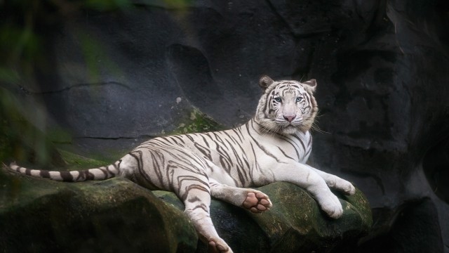 White Bengal Tiger 5K