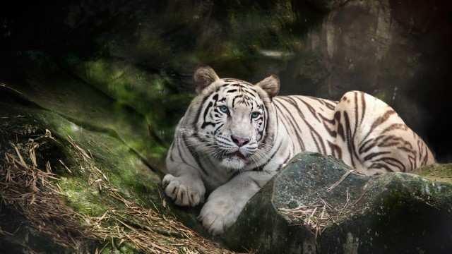 White Bengal Tiger Zoo