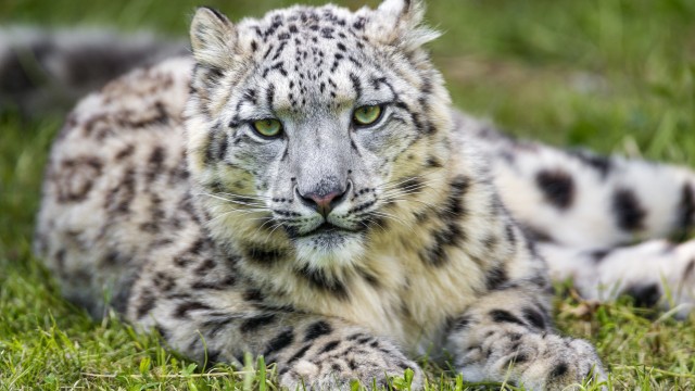 White Snow leopard