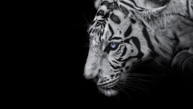 White tiger Black background