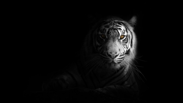 White tiger Dark aesthetic