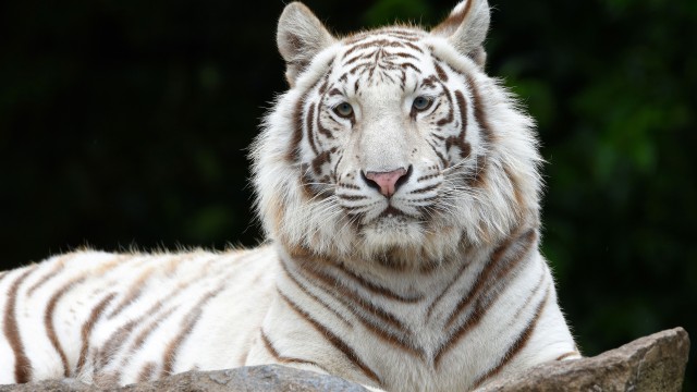 White tiger Siberian tiger