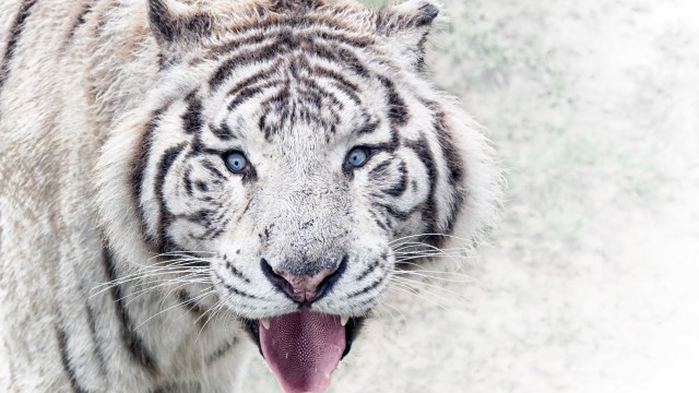 White tiger Winter