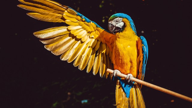 Yellow Macaw Bird