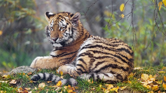 Young tigress Autumn leaves