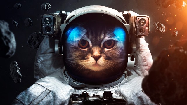 Space suit Cat