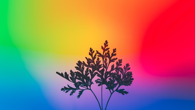 Herbal plant Gradient background