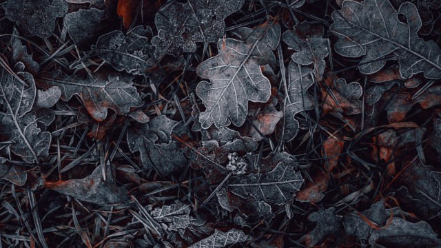 Leaves Frozen