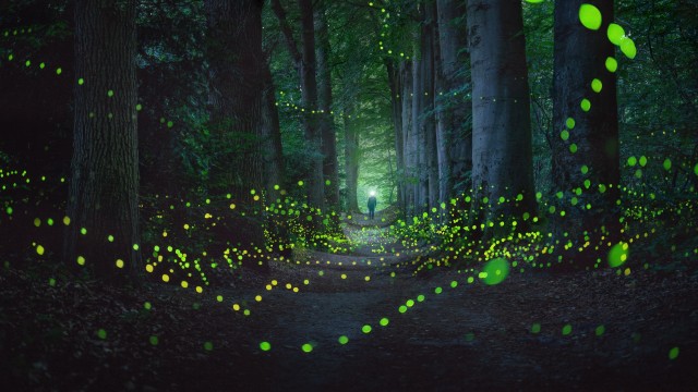 Mystical Forest Fireflies