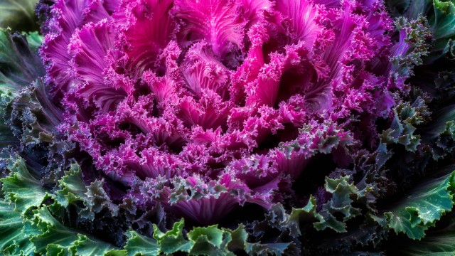 Ornamental Kale Pink leaves