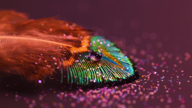 Peacock feather Aesthetic