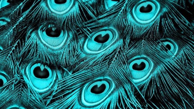 Peacock feathers Turquoise background