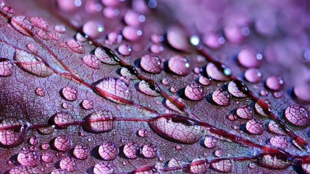 Purple leaf Dew Drops