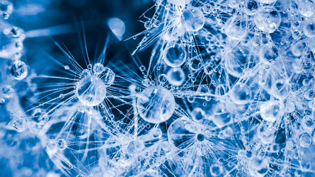 Water drops Dandelion