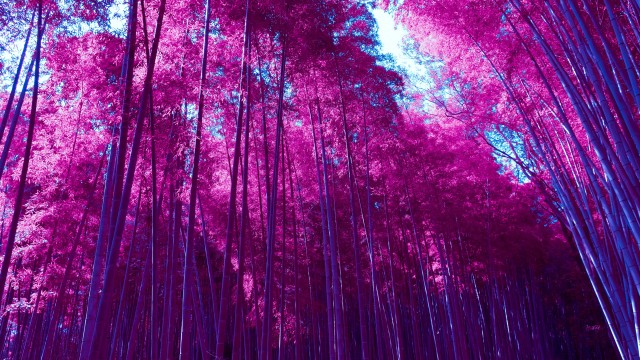 Arashiyama Bamboo Grove Infrared