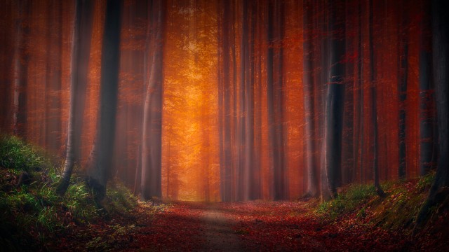 Autumn Forest Pathway