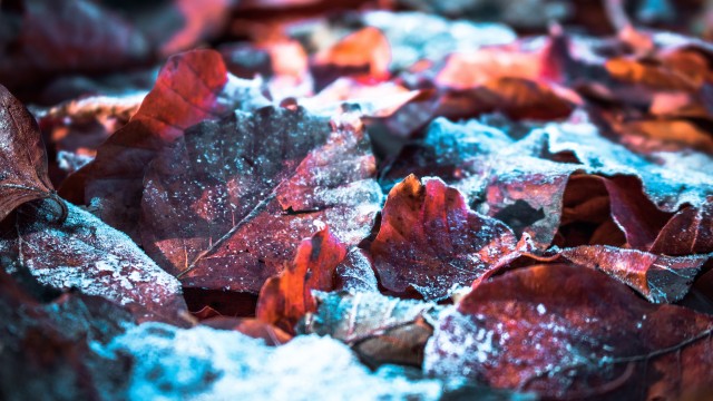Autumn leaves Snow