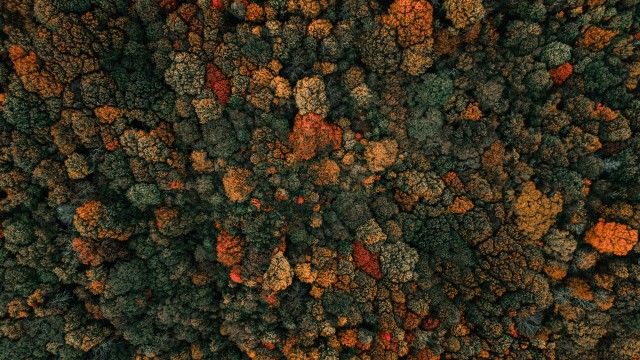 Autumn trees Drone photo