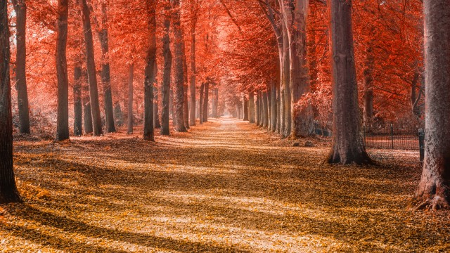 Autumn trees Forest path