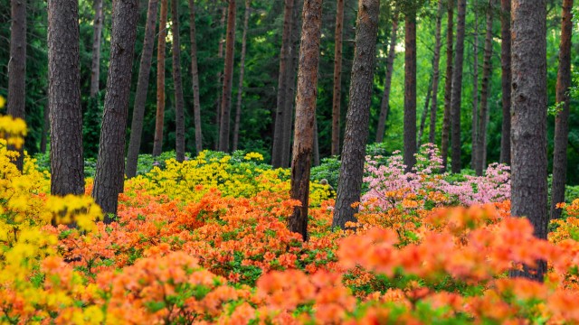 Azalea plants Haaga Rhododendron Park