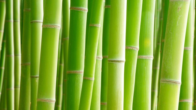 Bamboo Trees