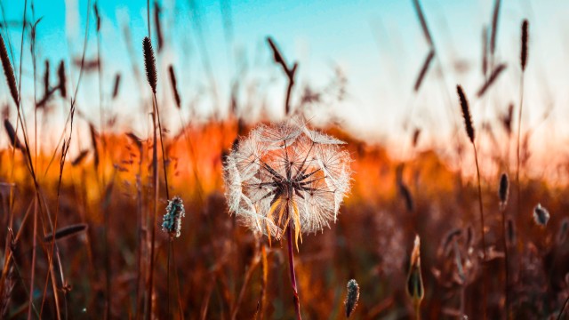 Dandelion flower Summer