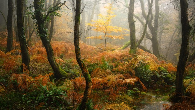 Foggy Autumn Forest