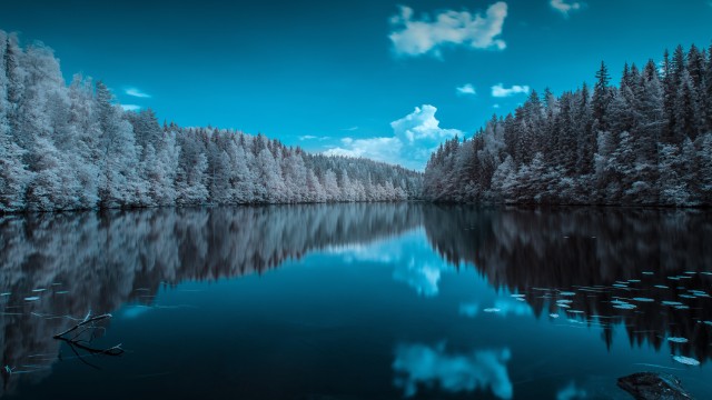 Forest Infrared vision