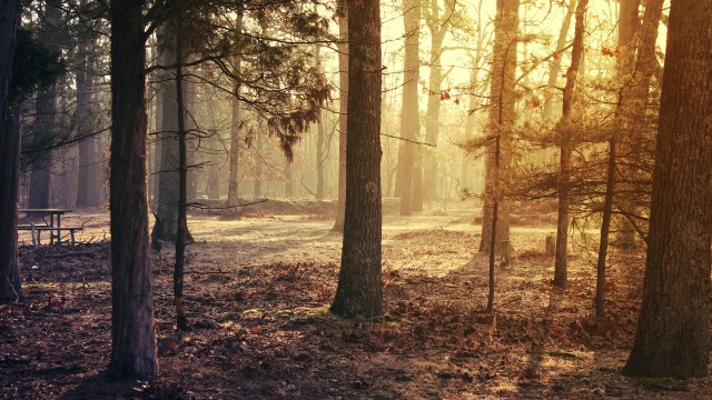 Forest Trees Sunrise