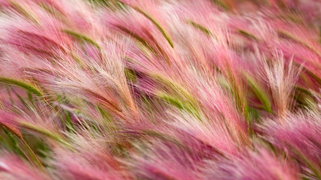 Foxtail Barley Aesthetic