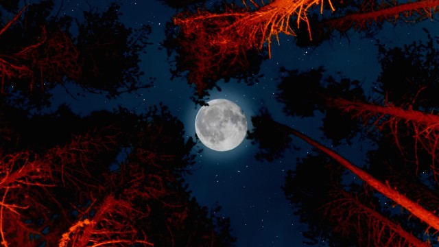Full moon Trees