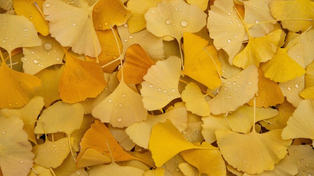 Ginkgo Leaves Yellow leaves
