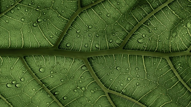 Green leaf Veins