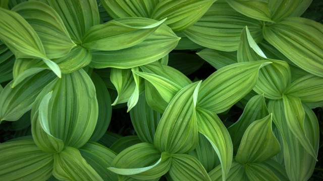 Green leaves Closeup