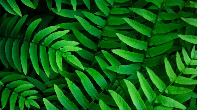 Green leaves Ferns