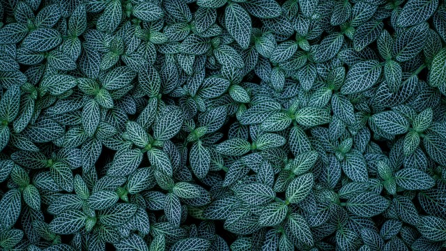 Green leaves Plants
